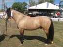 Expo Criollos Chascomus 2012