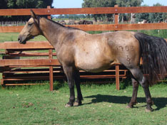 CHARQUE CARISMA