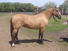 GOLILLA RUDA