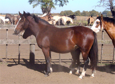 LAQUES LITORALE�A