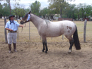 Exposici�n de Caballos Criollos La Perla Cordoba 2009