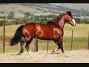 Cabanha Baronesa Cavalos Crioulos Cap�o do Le�o Rio Grande do Sul