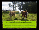 Caballos y pastoreo