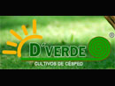 cesped natural