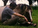 Dialogando con los Caballos (Doma)