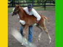 Caballos del Alma