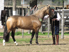 CHUSCO CABALLERO GENTIL