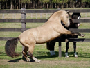 Origen del Caballo Criollo