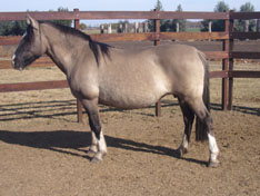 LAQUES CLAVELINA