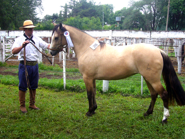 CHUSCO CORONILLA