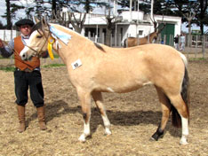 CHUSCO PRINCESA SOADA